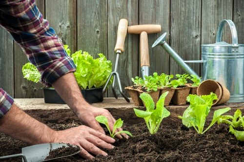 The image shows a gardener planting young vegetable seedlings into prepared dark, fertile soil in a backyard garden. In the foreground, several bright green lettuce or salad leaves are visible, with hands carefully placing a seedling into the ground. The gardener's arms and hands are partially visible, wearing a plaid shirt, and are working near a small spade resting on the soil surface. Behind this, there are additional seedlings in small biodegradable pots, indicating a vegetable or herb planting activity. The background features a weathered wooden fence, providing a boundary for the outdoor space, and various gardening tools such as a watering can, trowel, and pruning tools are arranged on a rustic wooden table or ledge nearby. The overall scene suggests a well-maintained outdoor area dedicated to gardening and planting, typical of a residential garden in Forest Gate, where local lawn care and landscaping services might support ongoing garden development and maintenance under the broader scope of gardening services provided by Landscapers Forest Gate.