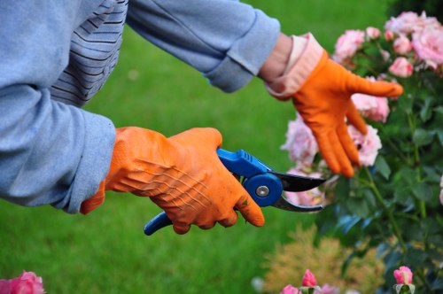 A gardener wearing orange gardening gloves and a light blue long-sleeved shirt is using a pair of pruning shears to trim pink flowering bushes in a landscaped outdoor garden. The foreground shows a lush, well-maintained lawn with vibrant green grass, while the background features a variety of shrubs and small trees. The garden area is bordered by a stone or concrete edging, and the scene is illuminated by natural daylight, suggesting a clear, sunny day. This scene is representative of outdoor garden maintenance and shrub trimming services provided by companies like Landscapers Forest Gate, reflecting professional care for garden aesthetics and sustainability in a residential setting near Forest Gate, London.
