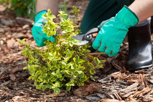 A gardener wearing bright green gloves is trimming a small, dense shrub with light green variegated leaves, situated in a garden bed with dark, rich soil and brown wood mulch. The garden features a neatly maintained lawn area with lush, green grass immediately in the foreground, bordered by a mulch-covered flower bed. In the background, there are taller trees and shrubs, indicating a mature outdoor space. The garden appears well-kept, with clean edges and a tidy planting scheme, suitable for outdoor landscaping and gardening services in the Forest Gate area. The scene is illuminated by natural daylight, suggesting a clear, mild weather condition. This detailed view highlights the ongoing maintenance work typical of professional landscapers, such as those at Landscapers Forest Gate, in creating and preserving attractive garden environments in London postcodes including E7 and nearby districts.