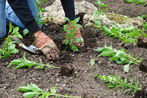 A gardener wearing striped gloves and dark clothing is planting a small shrub in dark, moist soil within a garden bed. Surrounding the planting area are several other young plants and leafy green shrubs, with some weeds or small plants visible along the edges. In the background, larger rocks and soil are present, indicating a landscaped outdoor space. The garden appears to be well-maintained, with clear sections of cultivated soil and healthy green foliage, suggesting ongoing planting or landscaping work. The image is set outdoors under natural light, possibly on a cloudy day, providing a neutral and professional view of garden planting activities that could relate to landscaping services in Forest Gate or nearby areas.