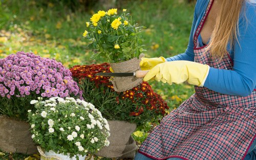 A person wearing a blue long-sleeve shirt, yellow gardening gloves, and a red and blue checked apron is tending to a small garden with a variety of flowering plants. The garden features a neatly trimmed grass lawn in the foreground, with bloom-filled flower beds arranged along a border. The flower bed on the left contains large, vibrant purple chrysanthemums, while a smaller white-flowered plant is visible close by. In the background, there is a green shrub or hedge, and the overall environment suggests a well-maintained outdoor space, possibly a front or back garden. The person appears to be using gardening tools, possibly pruning or planting, under natural daylight conditions, with slightly overcast weather providing soft lighting. This scene exemplifies professional gardening work focused on flower bed maintenance and garden aesthetic enhancement, supporting landscaping and outdoor care services offered by Landscapers Forest Gate in the local area near London postcode E7.