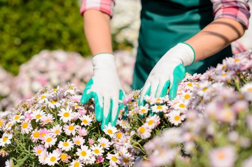A gardener wearing a teal apron and white gardening gloves tending to a flower bed filled with blooming daisies in a garden setting. The foreground features a dense cluster of these white flowers with yellow centers, contrasted against vibrant green foliage and other flowering plants. The gardener's hands are actively working among the flowers, suggesting pruning or planting activities. The background includes blurred greenery and flowering shrubs, indicating a well-maintained outdoor space likely in Forest Gate, East London. The paved area and garden bed borders are visible, highlighting a neatly landscaped environment suitable for gardening and outdoor maintenance services. The overall scene is bathed in natural daylight with a clear sky, emphasizing a healthy, thriving garden environment that reflects professional gardening care typical of Landscapers Forest Gate's services.