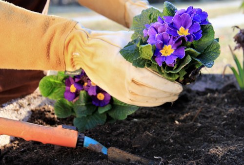 A person wearing yellow gardening gloves is planting a vibrant purple and yellow flowering plant into dark, moist soil within a garden bed. The garden area features a mix of soil and neatly arranged plants, with the flower displaying lush green leaves and multiple blooms. In the background, there are additional plants, possibly other flowering varieties, and a blurred outdoor setting suggesting a well-maintained garden or landscaped yard. The gardening activity is taking place in an outdoor environment under natural daylight, contributing to a welcoming and healthy outdoor space that highlights gardening and landscaping services relevant to the Forest Gate area. The scene reflects careful planting and garden maintenance, characteristic of professional gardening care offered by companies such as Landscapers Forest Gate.