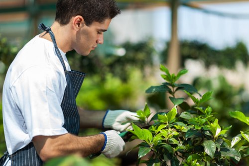 A gardener in a white shirt, protective gloves, and a dark striped apron is carefully examining and tending to lush green foliage in a well-maintained garden. The garden features a variety of plants, including a hedge with dark green leaves, and a small shrub in the foreground. In the background, there are trees and other greenery, indicating a spacious outdoor area with natural lighting from a sunny or partly cloudy sky. The setting appears to be an outdoor glasshouse or conservatory, providing a controlled environment for gardening work. The gardener’s focused posture and the healthy, vibrant foliage highlight professional gardening practices, with the scene reflecting the importance of regular plant care and landscape maintenance by companies like Landscapers Forest Gate, serving the local area around Forest Gate or nearby parts of London.