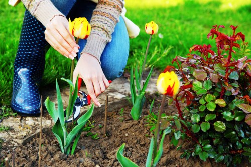 In a well-maintained backyard garden aligned along a neat edge, a person is tending to a flower bed featuring bright yellow tulips with red markings and green foliage. The individual is crouched down, wearing a multicoloured knitted sweater, and is planting or adjusting the tulips in freshly turned soil. To the right of the tulips, there is a dense bush with dark green and reddish leaves, providing a contrasting backdrop. The surrounding area includes a lush, vibrant green lawn, and the garden is illuminated by natural daylight, suggesting a clear weather day. The background shows more of the grassy area and possibly some garden borders, highlighting an organized outdoor space suitable for residential landscaping services offered by Landscapers Forest Gate, based in the E7 postcode area near Forest Gate, London. This scene emphasizes the care and attention involved in planting and maintaining flower beds as part of professional gardening and landscaping work to enhance urban garden aesthetics.