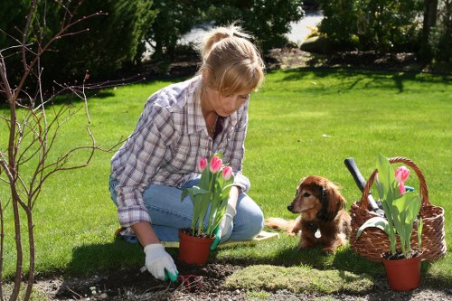 A woman dressed in a checked shirt and light blue jeans is kneeling on a well-maintained, lush green lawn in an outdoor garden setting, engaged in planting or tending to tulip plants in small terracotta pots. The tulips display vibrant pink flowers with green leaves, and are positioned near a wicker basket containing additional tulips, indicating they are being prepared for planting or arrangement. Surrounding the woman and flower pots, the garden features neatly trimmed grass, with a backdrop of mature trees and shrubbery, creating a natural, peaceful environment. The scene is illuminated by natural daylight, suggesting clear weather conditions, with the light highlighting the textures of the grass, soil, and plants. The overall layout includes a front garden area with a slightly elevated planting bed, providing a natural border between the lawn and the garden's planting zone, exemplifying typical garden landscaping. This setup reflects professional gardening and outdoor maintenance, similar to the services offered by Landscapers Forest Gate, and emphasizes the importance of tidy, well-cared-for outdoor spaces in residential gardening projects in Forest Gate and nearby areas.