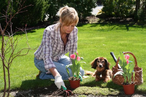 A woman with blonde hair dressed in casual plaid shirt and jeans is kneeling on a well-maintained lawn in a suburban garden, tending to a flower bed amidst bright pink tulips planted in terracotta pots. She is wearing gardening gloves and appears to be planting or tending to the flowers. To her right, a small brown and white puppy sits attentively on the grass, looking towards the camera. The garden features a lush green lawn, with a backdrop of mature bushes and trees casting dappled sunlight over the space. There is a wicker basket beside the flower bed, likely used for gardening tools or additional planting, and a paved pathway or patio area is visible in the background. The overall setting is vibrant and well-kept, demonstrating a typical outdoor garden in the Forest Gate area, suitable for gardening enthusiasts. This scene reflects the types of outdoor maintenance and planting services offered by Landscapers Forest Gate for local gardens in the postcodes around London, enhancing outdoor spaces through flower bed creation and care.