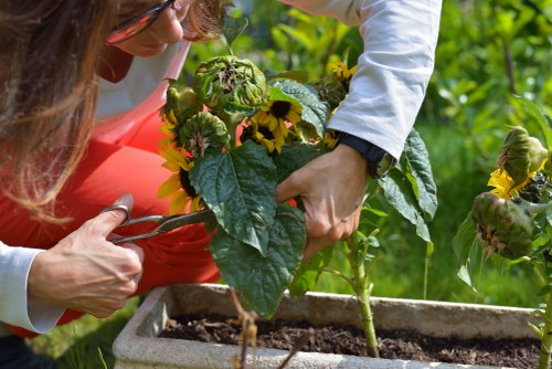 Seasonal garden clearance techniques